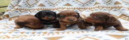 Miniature Dachshund dogs for sale: Nitro - Ad 4