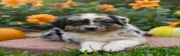 Miniature Australian Shepherd dogs for sale: Kore - Ad 4