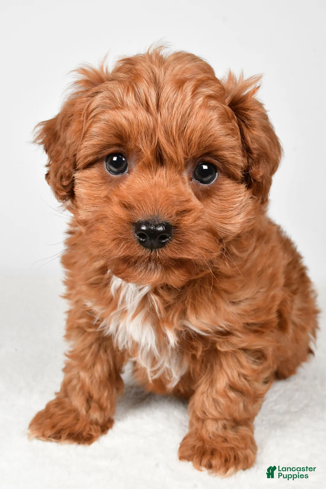 Cavapoo dogs for sale: Harley - Ad 4