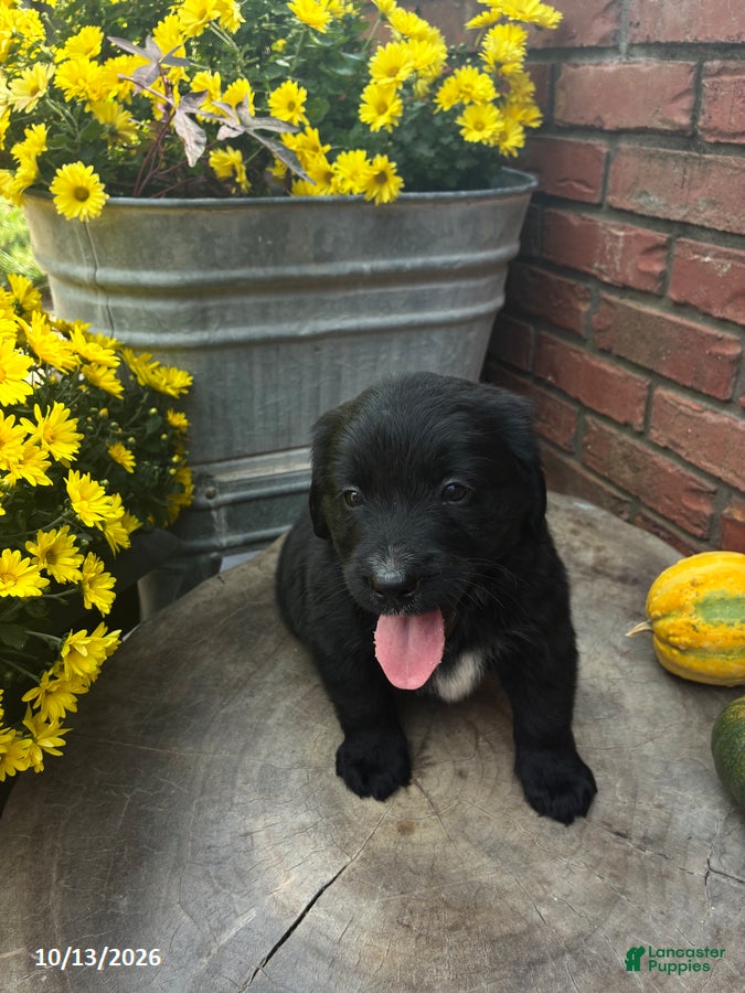 Mini Bernedoodle dogs Ace - Ad 2