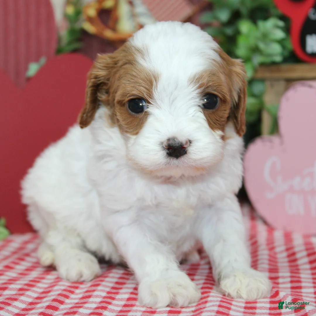 Cavapoo dogs for sale: Archie - Ad 2