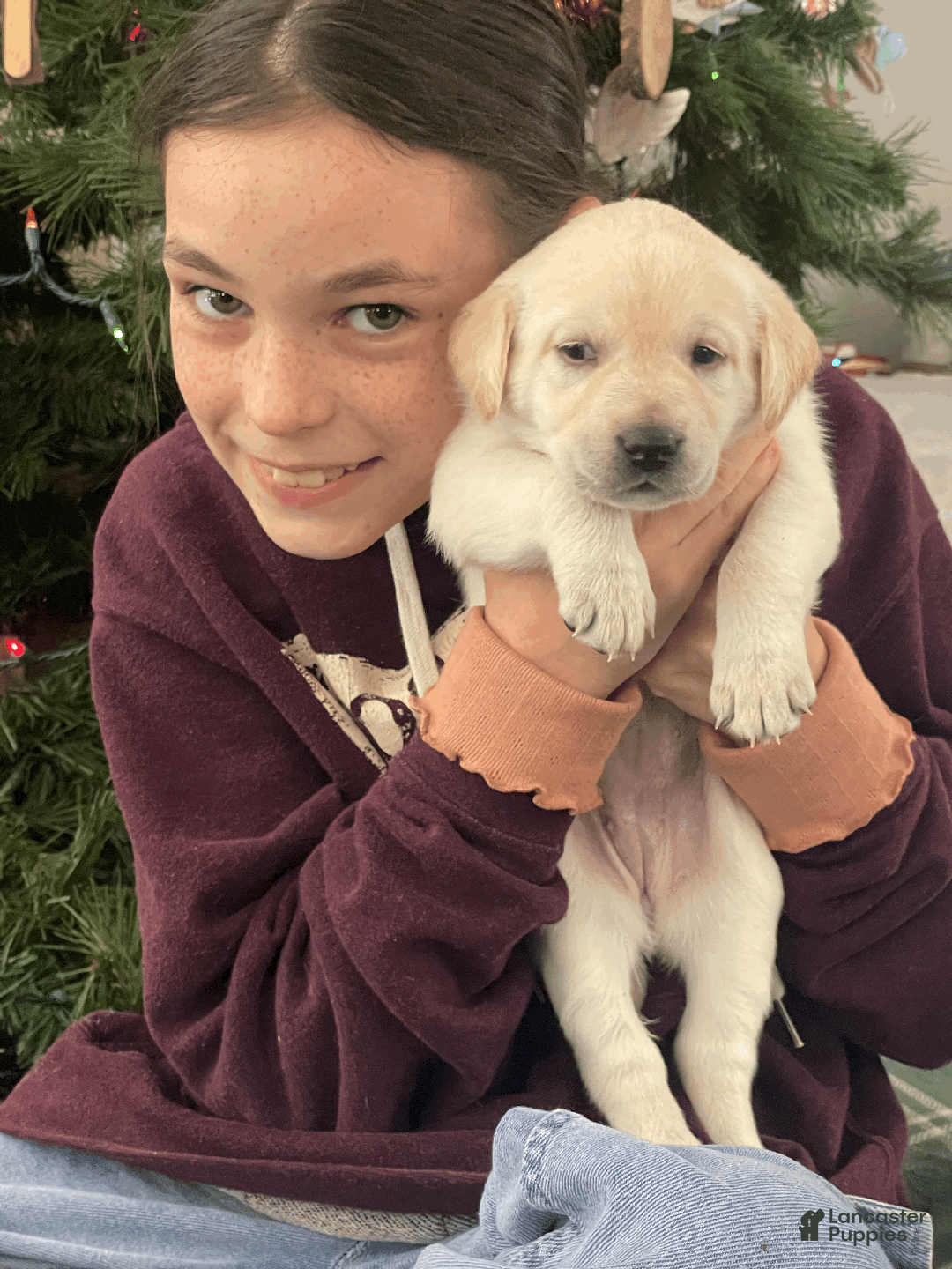 Labrador Retriever dogs for sale: Algonquin-red collar - Ad 6