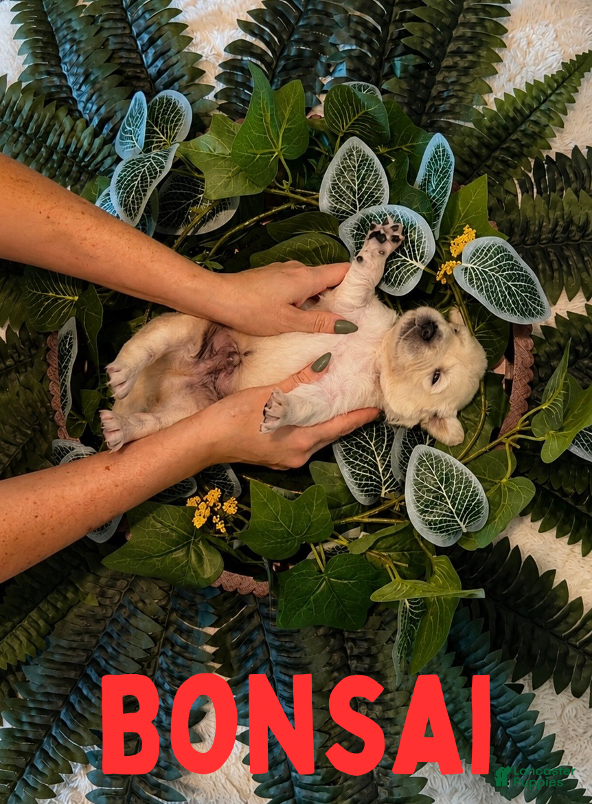 Golden Retriever dogs Bonsai - Ad 1