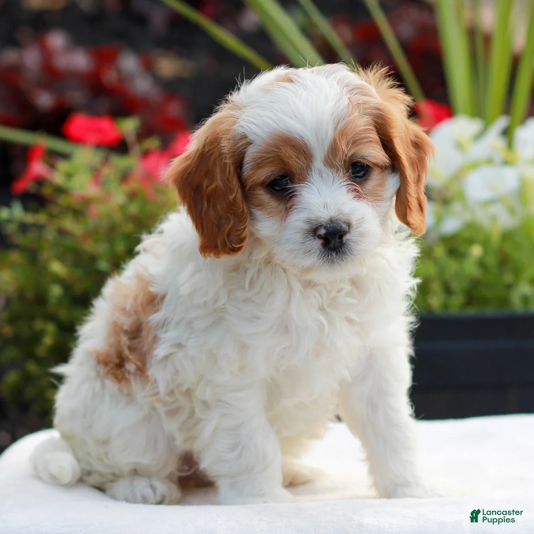 Cavapoo dogs for sale: Winston - Ad 2