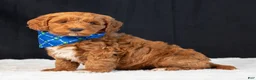 Mini Goldendoodle dogs for sale: Brody - Ad 2