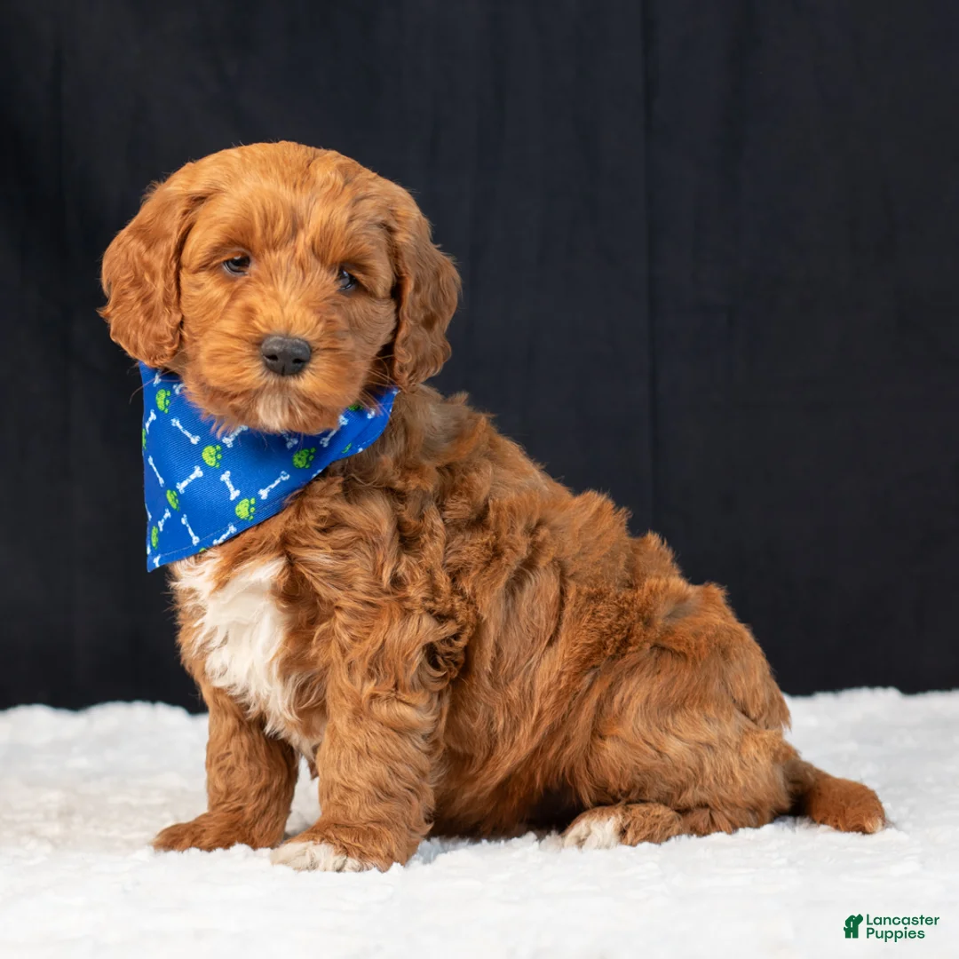 Mini Goldendoodle dogs for sale: Brody - Ad 2