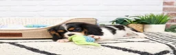 Cavalier King Charles Spaniel dogs for sale: Kaiden  - Ad 5