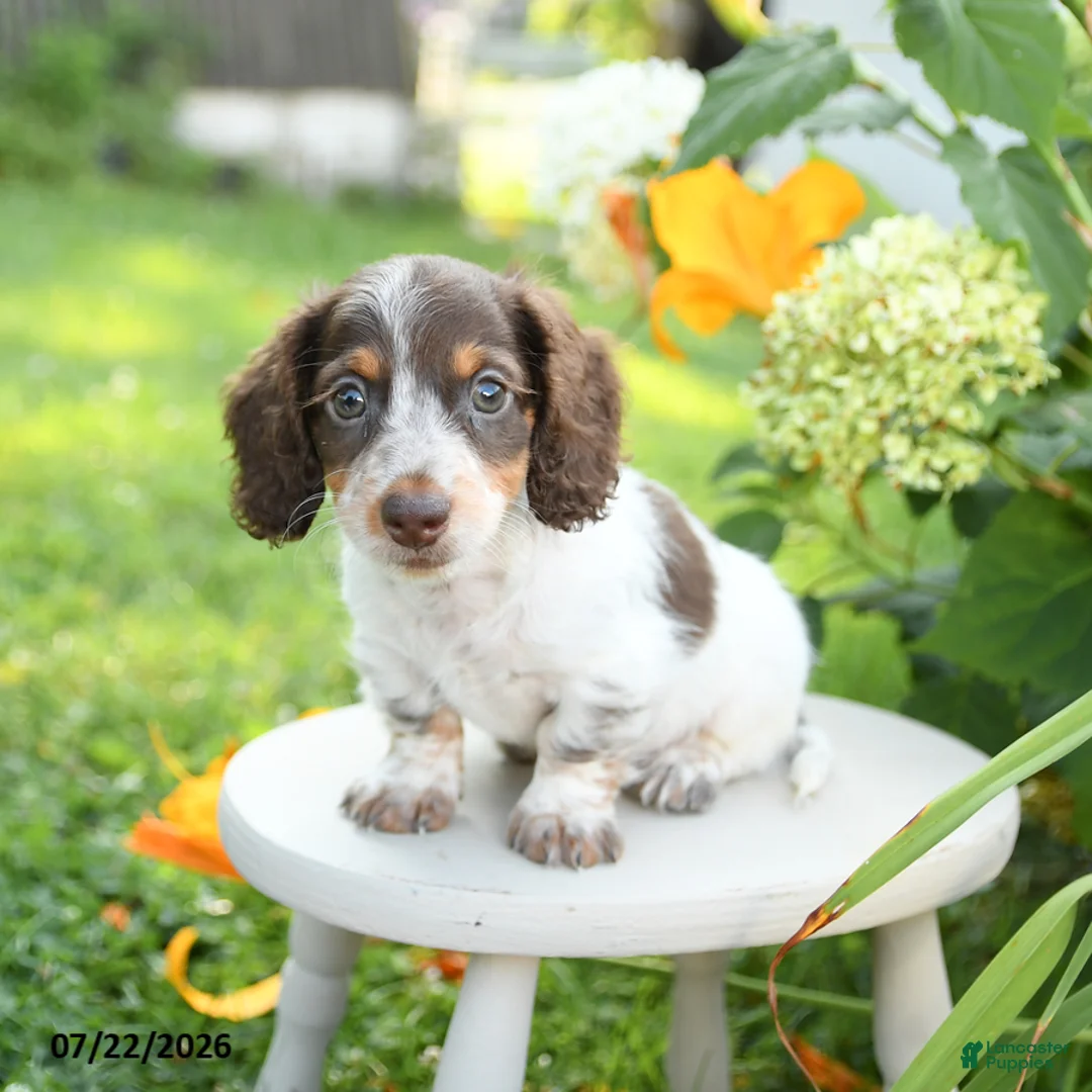 Miniature Dachshund dogs for sale: Flynn - Ad 1