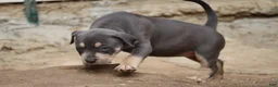 American Bully dogs for sale: Leia - Ad 9