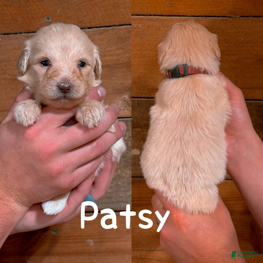 Saint Berdoodles dogs for sale: Patsy - Ad 2