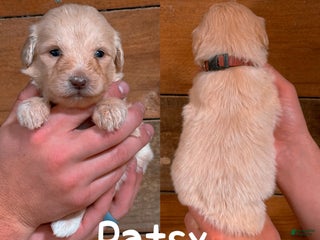 Saint Berdoodles dogs - Ad 24