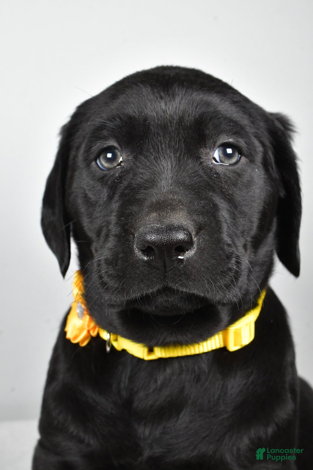 Labrador Retriever dogs for sale: Nellie - Ad 8