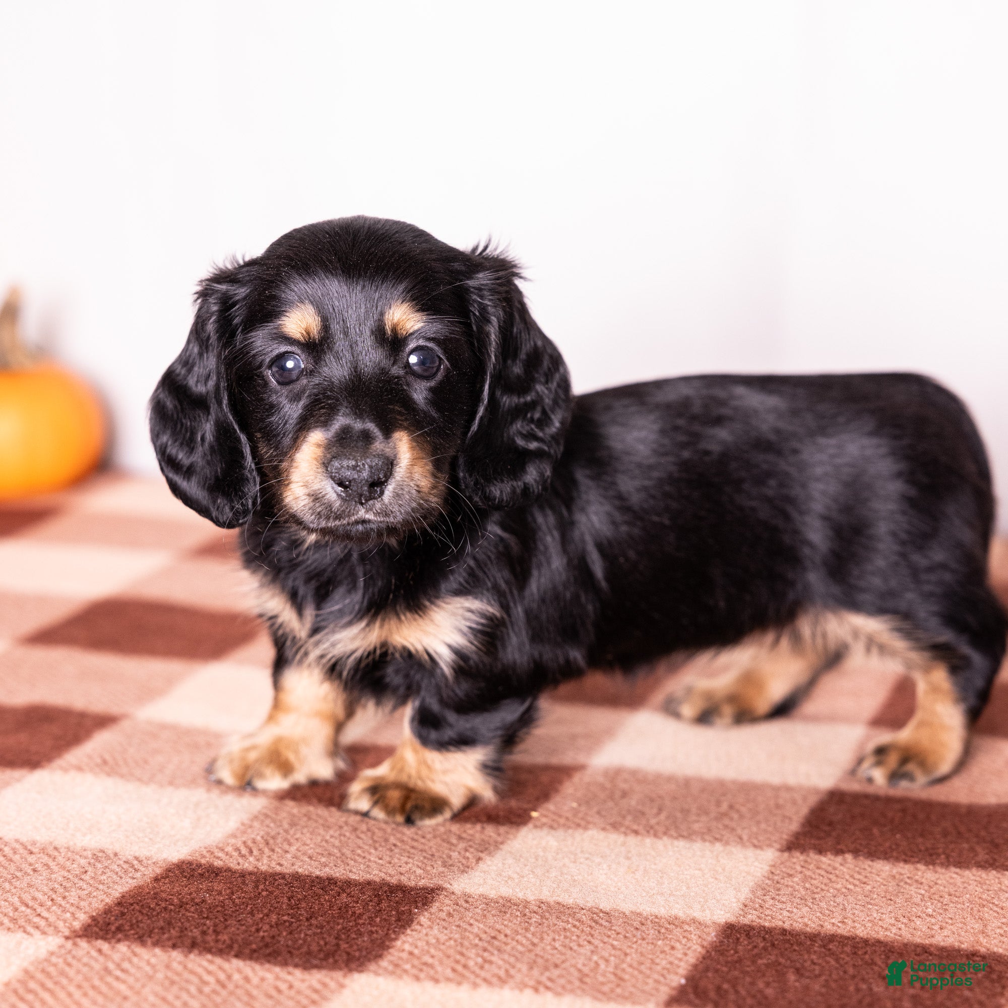 Miniature Dachshund dogs Cassi - Ad 1