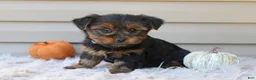 Yorkshire Terrier dogs for sale: Easton - Ad 6