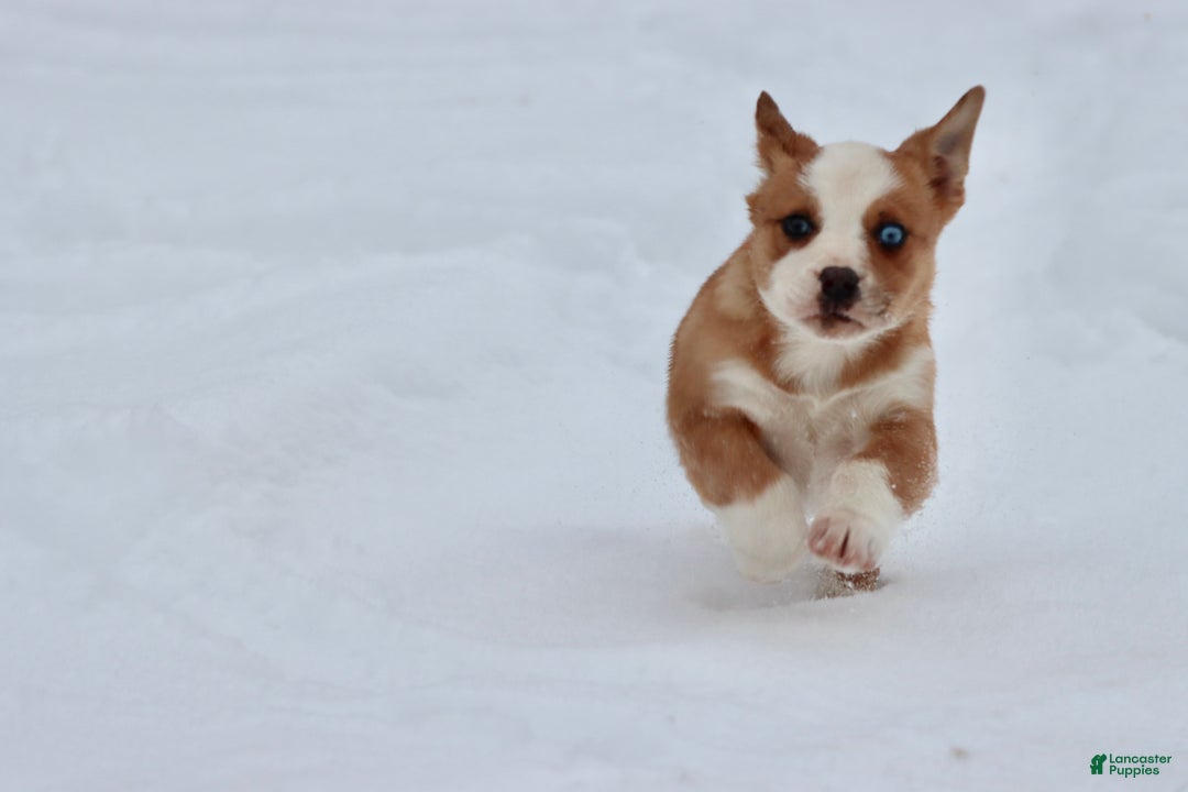 Mixed Breed dogs for sale: Pepsi - Ad 3