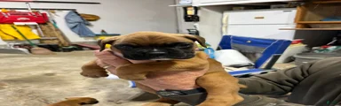 Boxer Puppy 1
