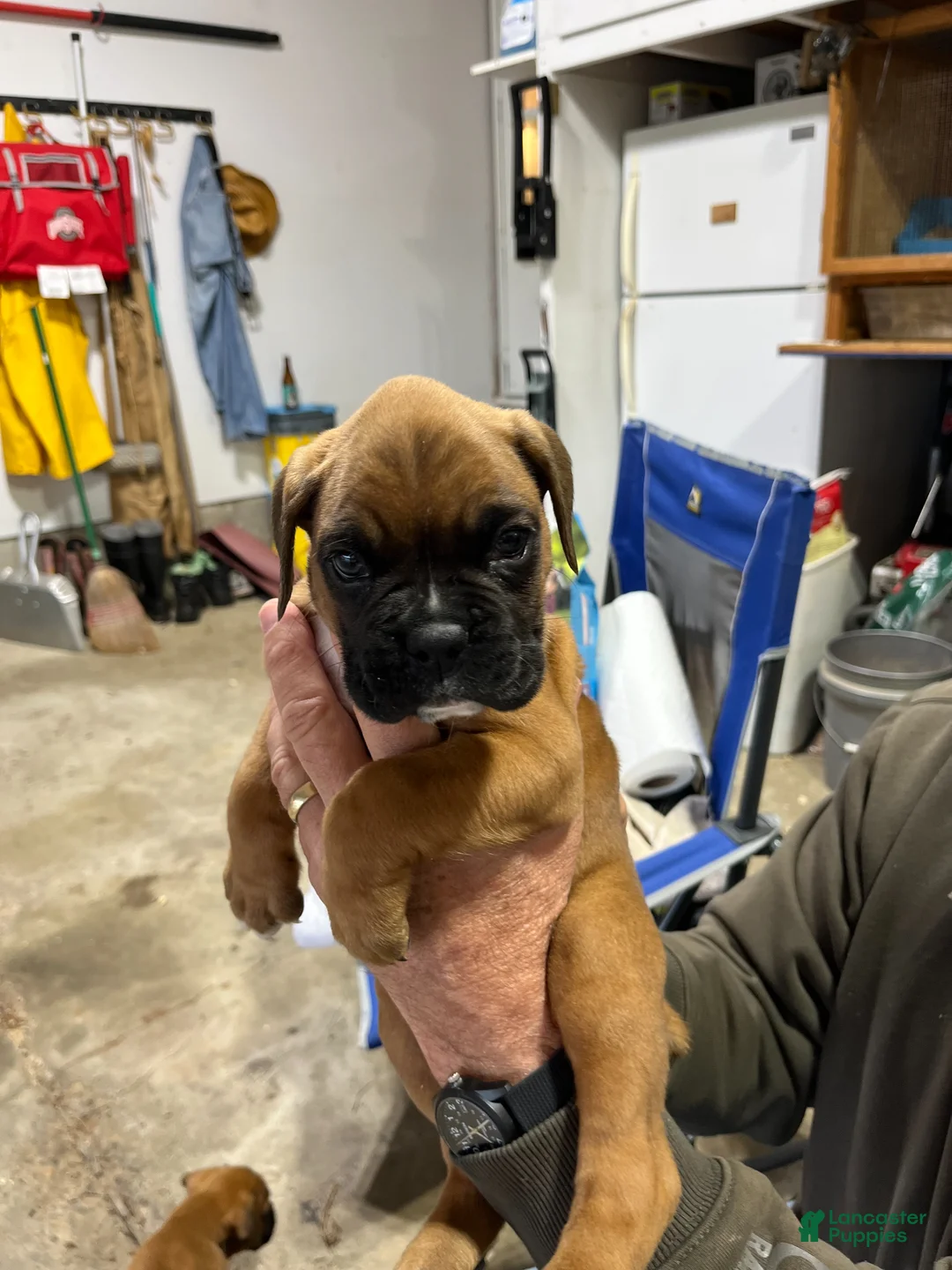 Boxer dogs for sale: Boxer Puppy 1 - Ad 1