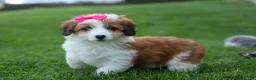 Corgipoo dogs for sale: NALA - Ad 1