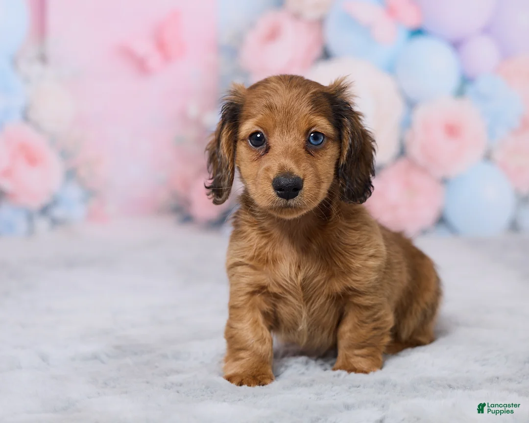 Miniature Dachshund dogs for sale: Sally - Ad 2