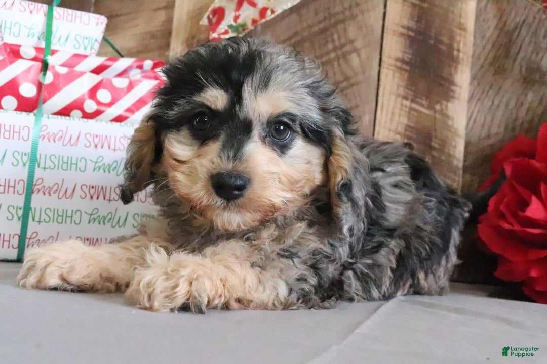 Cavapoo dogs for sale: Michael - Ad 3