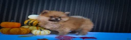 Pomeranian dogs for sale: Max🐾 - Ad 5
