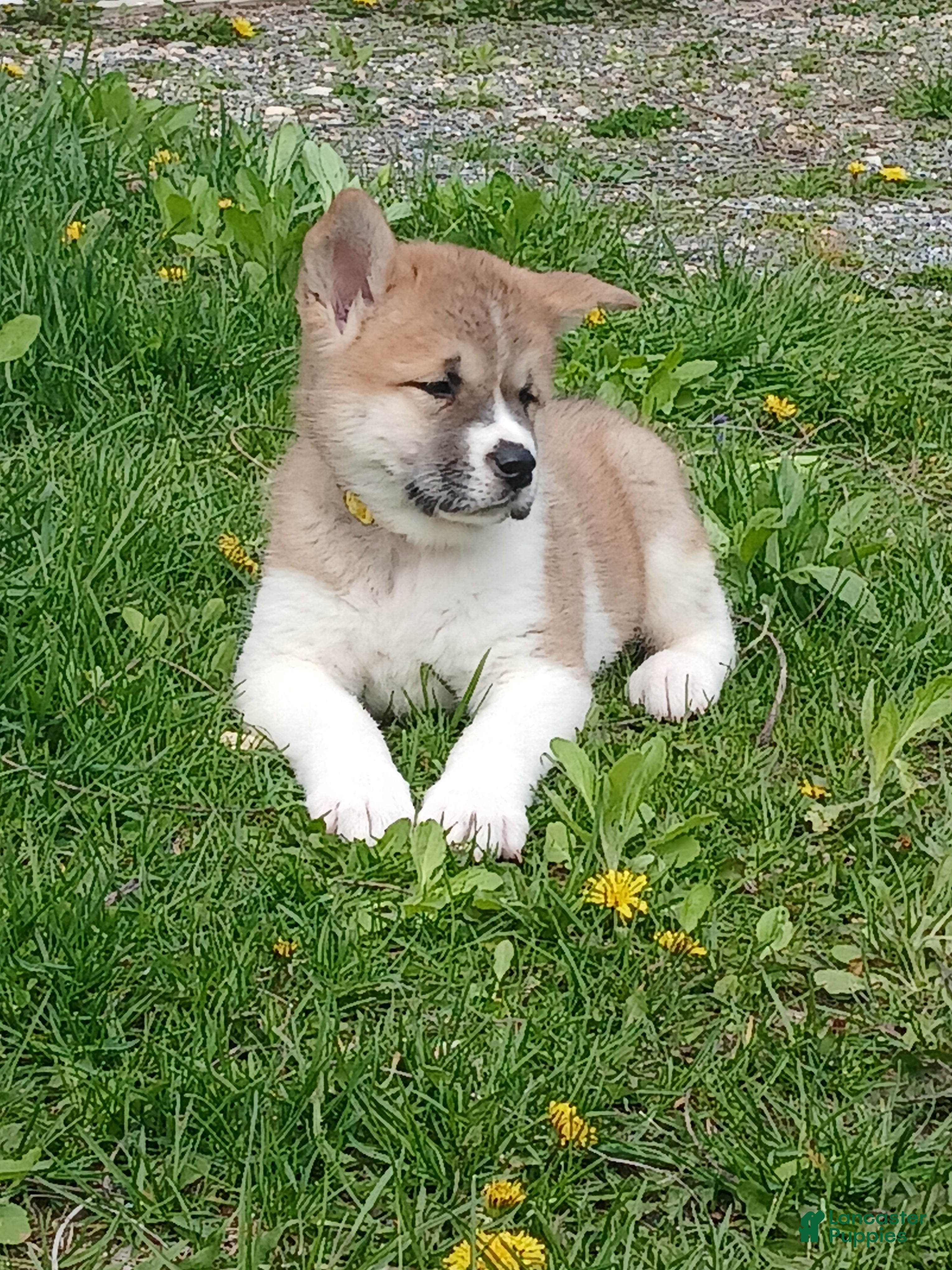 Akita dogs  Ginko - Ad 2