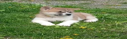 Akita dogs for sale:  Ginko - Ad 3