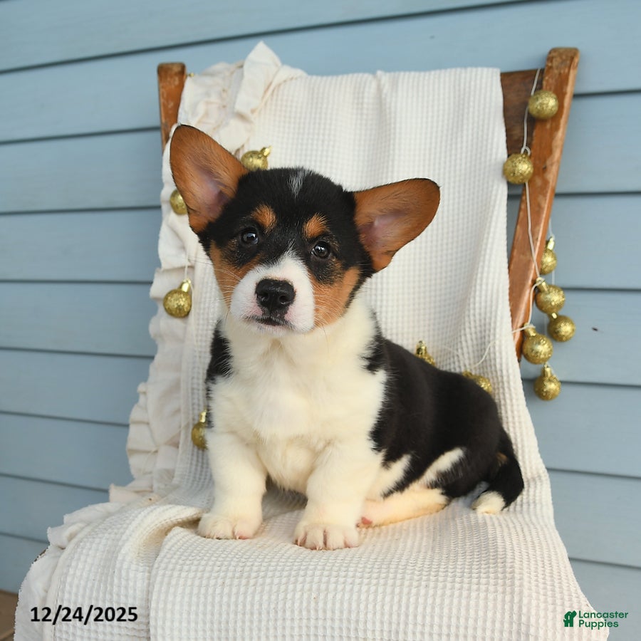 Welsh Corgi Pembroke dogs Sunny  - Ad 32