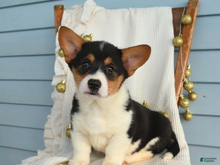 Welsh Corgi Pembroke dogs Sunny - Ad 32