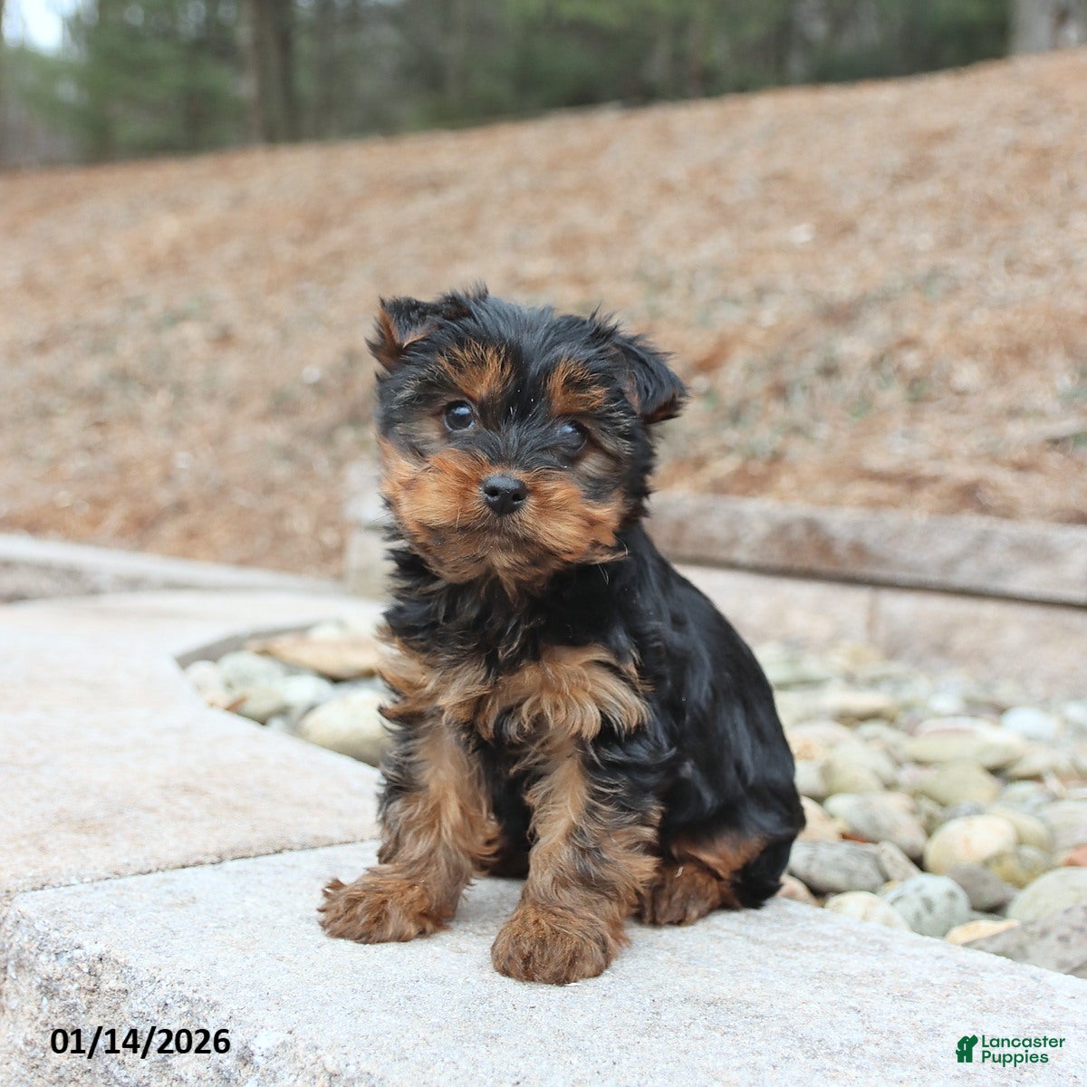 Yorkshire Terrier dogs Dash - Ad 11