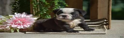 English Bulldog dogs for sale: Smokey - Ad 6