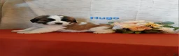 Saint Bernard dogs for sale: Hugo - Ad 2
