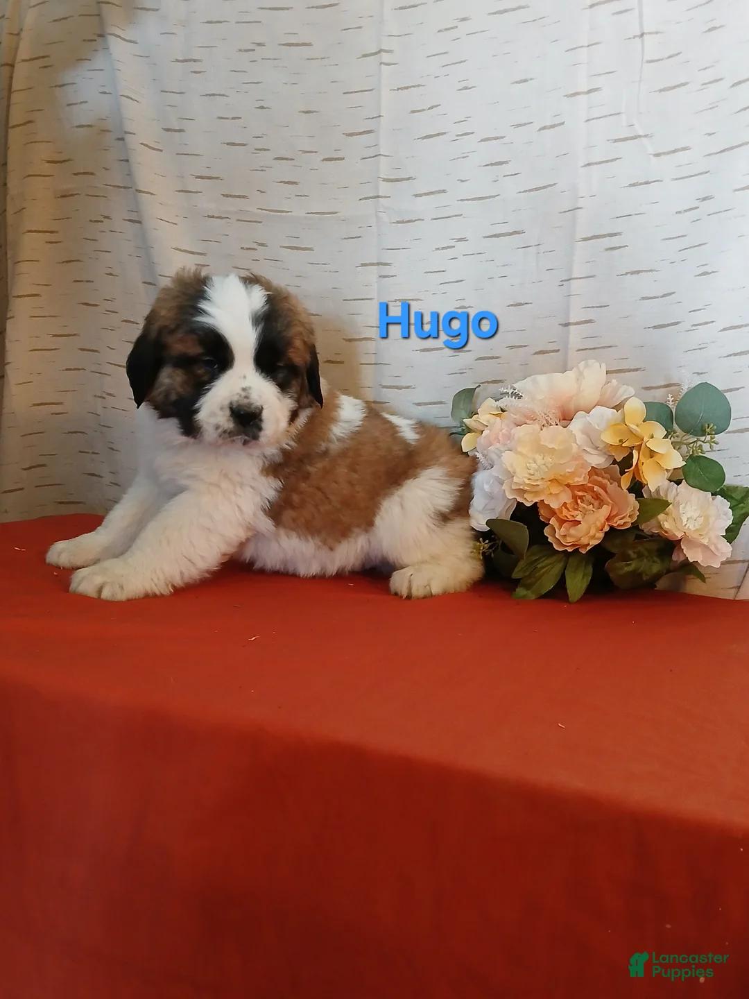 Saint Bernard dogs for sale: Hugo - Ad 2