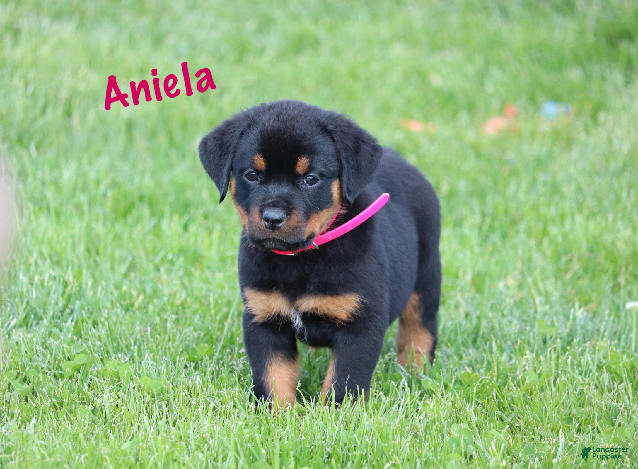 Rottweiler dogs Aniela  - Ad 2