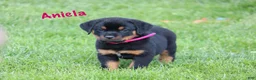 Rottweiler dogs for sale: Aniela  - Ad 4