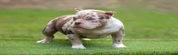 American Bully dogs for sale: Chocolate Tri Merle Female - Ad 4