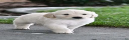 Golden Retriever dogs for sale: Rugar, Golden Retriever 5 - Ad 3