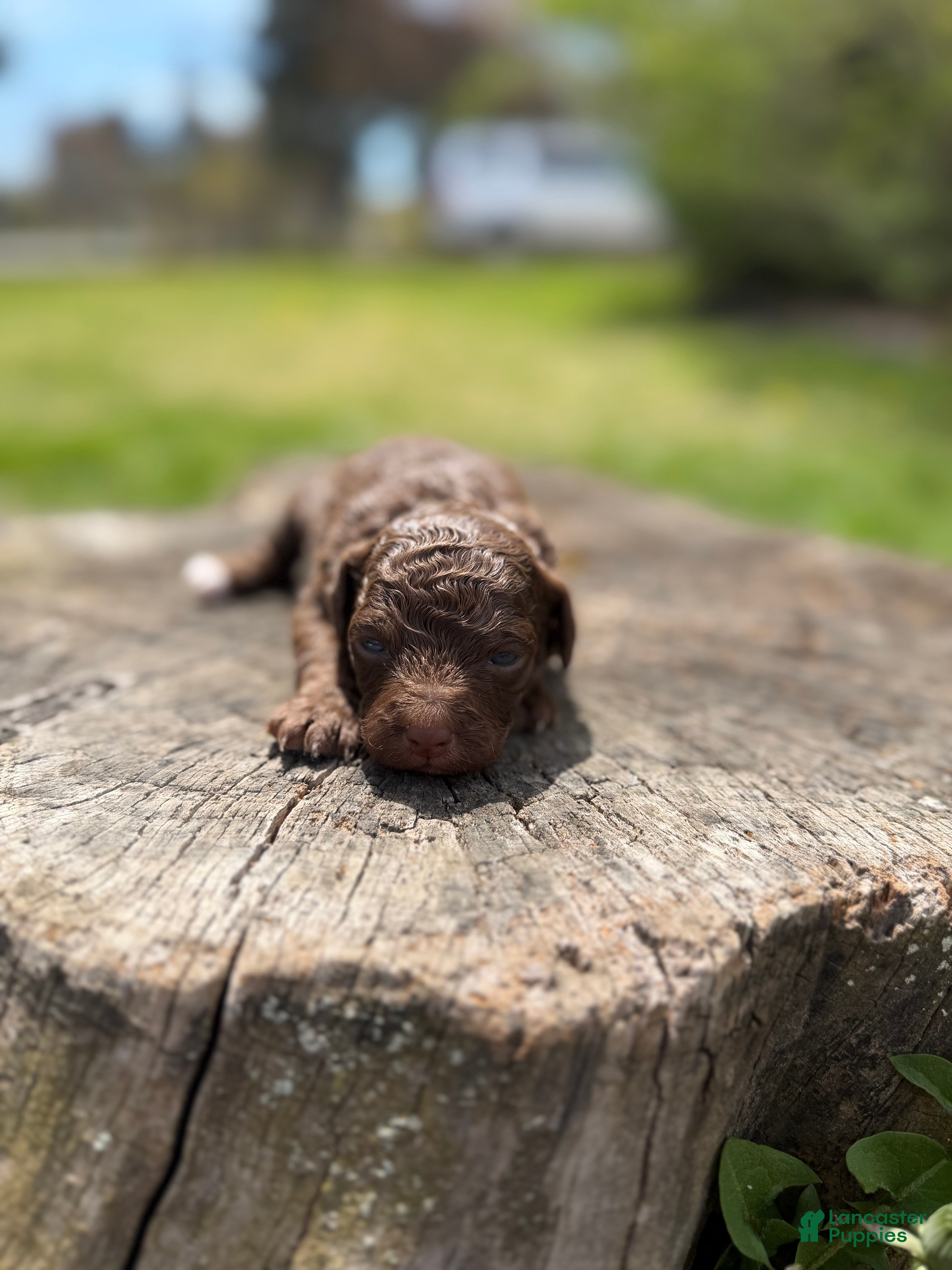 Toy Poodle dogs Camilla - Ad 1