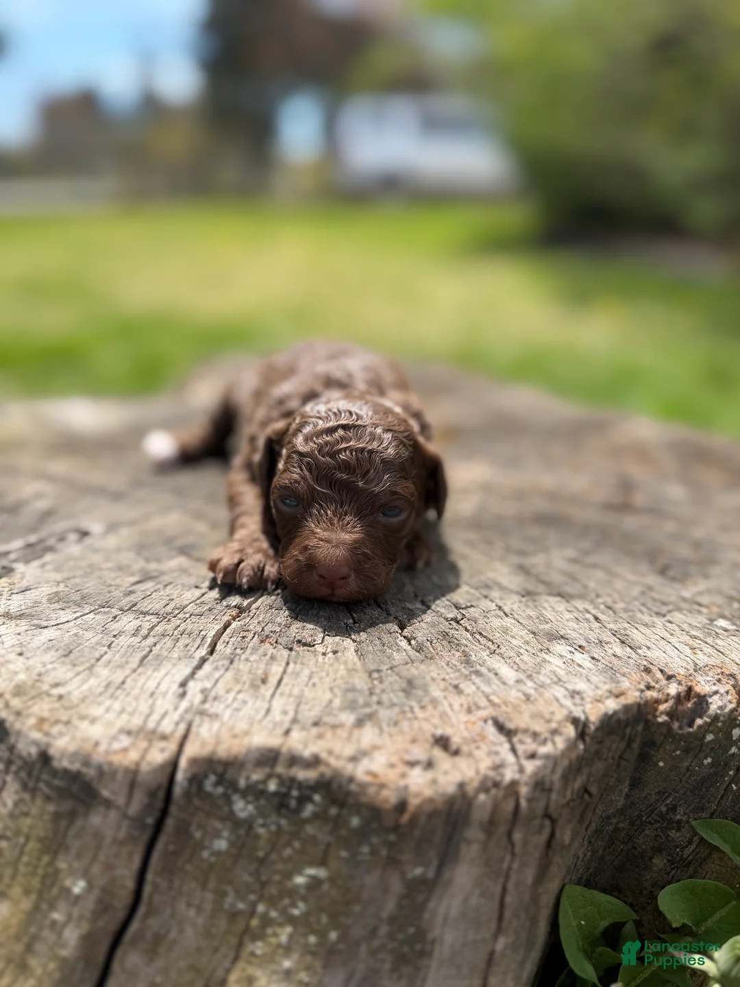 Toy Poodle dogs for sale: Camilla - Ad 1