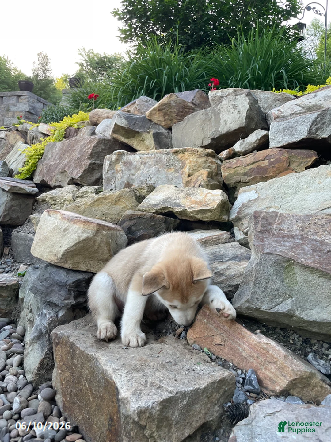 Pitsky dogs for sale: Bentley - Ad 2