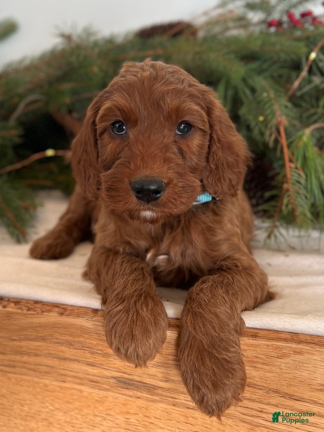 Irish Doodle dogs for sale: Garrett - Ad 13