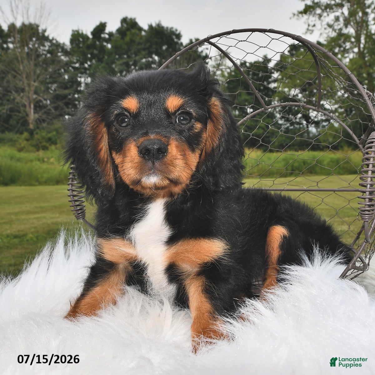 Beaglier dogs Cory - Ad 1