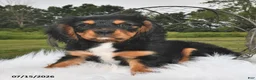 Beaglier dogs for sale: Cory - Ad 2