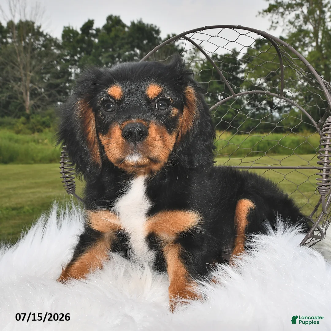Beaglier dogs for sale: Cory - Ad 2