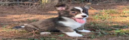 Mixed Breed dogs for sale: Red collar Boy - Ad 3