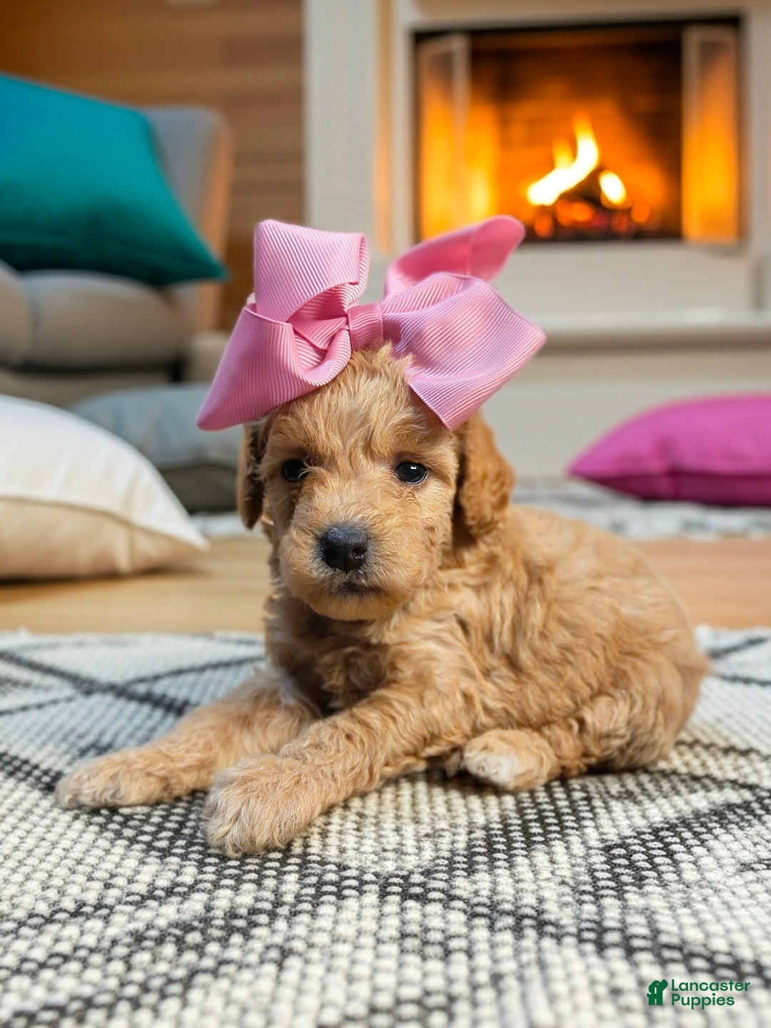 Mini Goldendoodle dogs for sale: Marigold  - Ad 3