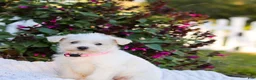 Mixed Breed dogs for sale: Powderpuff - Ad 7