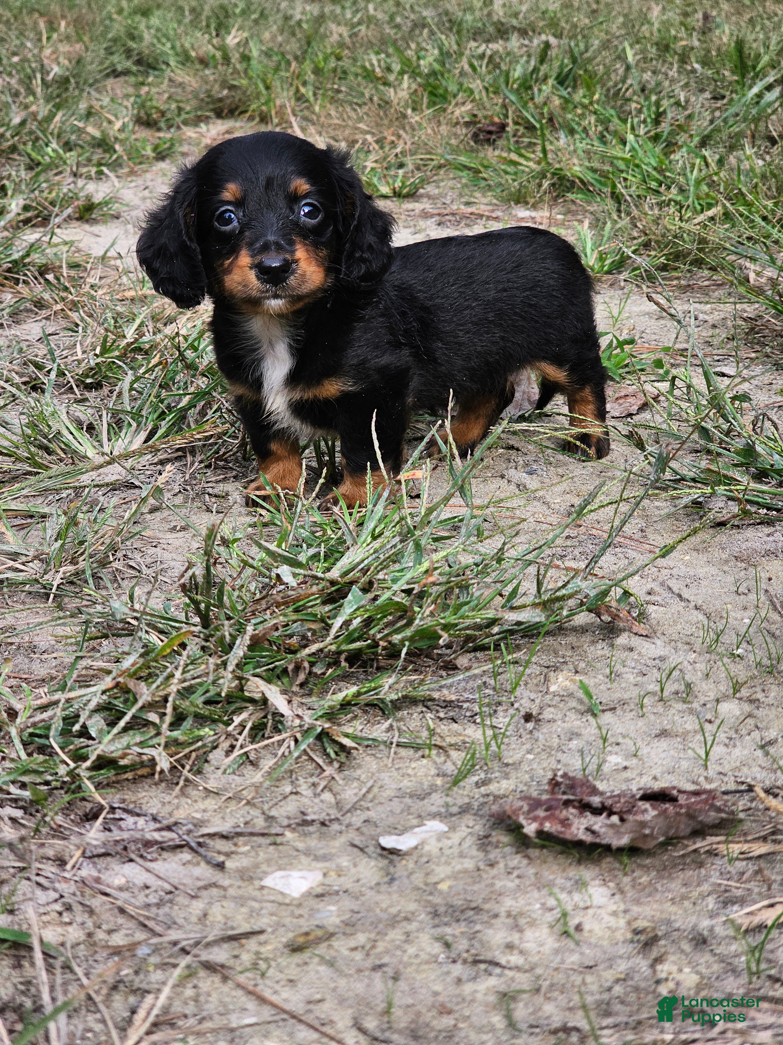 Miniature Dachshund dogs Rhonda  - Ad 17