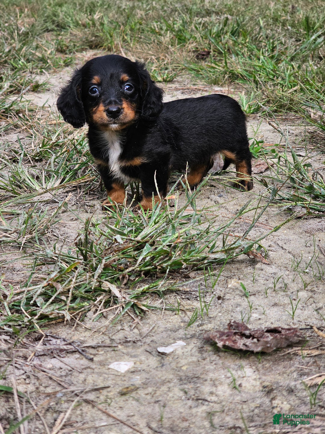 Miniature Dachshund dogs for sale: Rhonda  - Ad 1