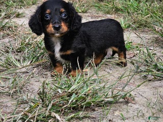 Miniature Dachshund dogs Rhonda - Ad 1